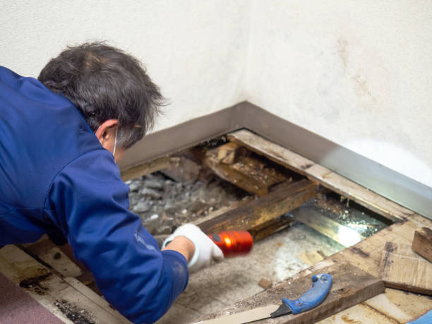 Best Mold Testing  in Rio Bravo, TX