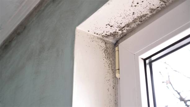 Best Local Mold Removal Service  in Rio Bravo, TX
