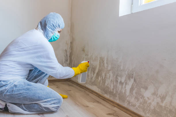Best Residential Mold Removal  in Rio Bravo, TX