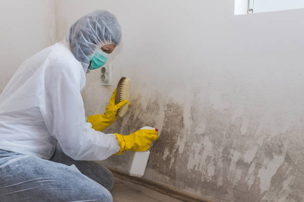 Best Mold Removal Company Near Me  in Rio Bravo, TX