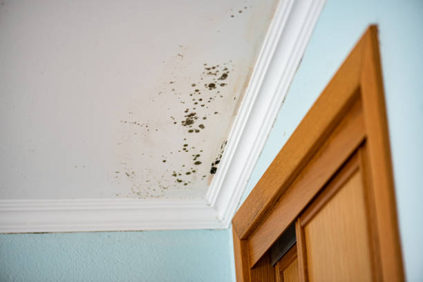 Best Home Mold Removal  in Rio Bravo, TX
