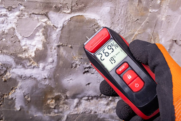 Best Fast Mold Removal  in Rio Bravo, TX