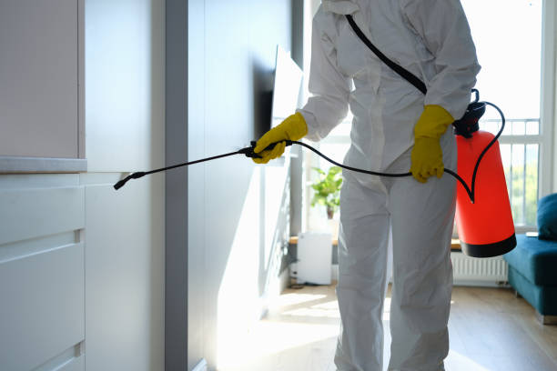 Best Toxic Mold Removal  in Rio Bravo, TX