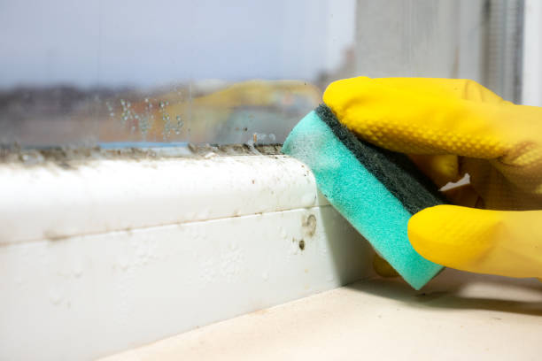 Best Office Mold Removal Services  in Rio Bravo, TX