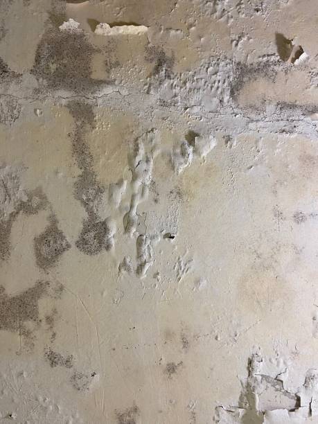 Best Same-Day Mold Removal  in Rio Bravo, TX