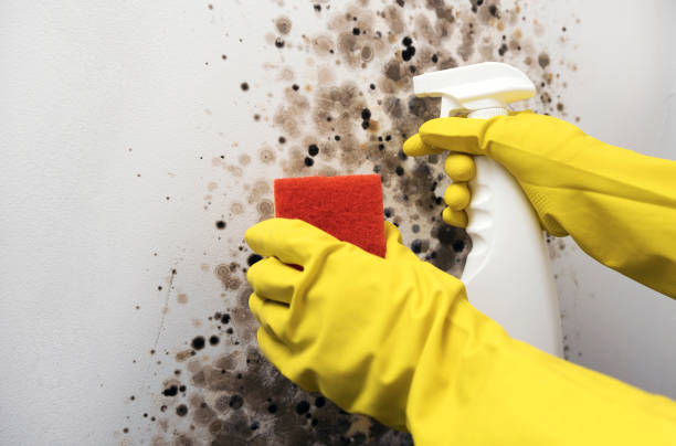 Best Mold Cleaning Services  in Rio Bravo, TX