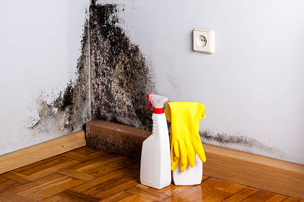 Best Mold Remediation  in Rio Bravo, TX