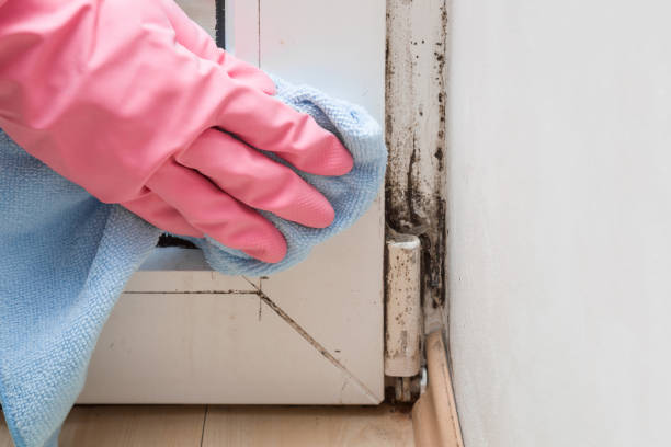 Best Attic Mold Removal  in Rio Bravo, TX