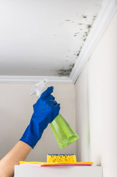 Best Fast Mold Removal  in Rio Bravo, TX